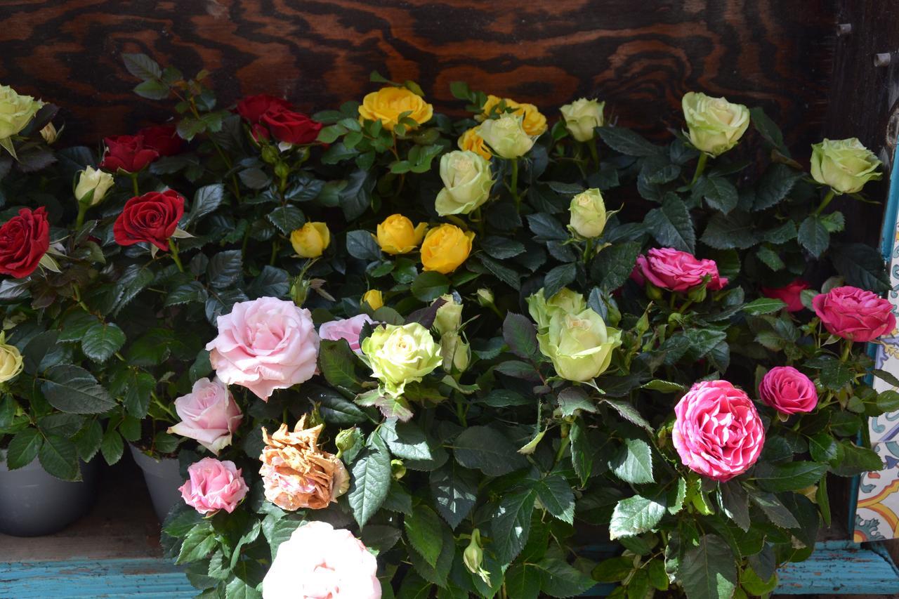 Terra Murata Boutique B&B プロチーダ エクステリア 写真